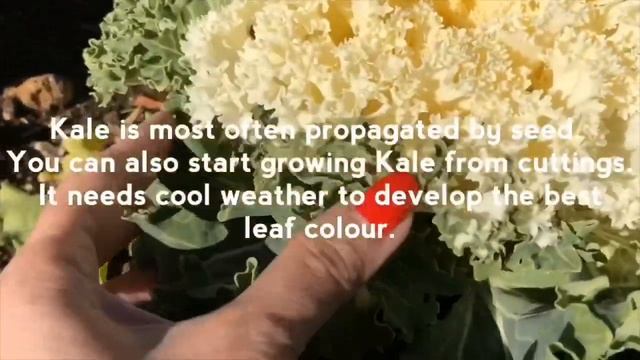 Ornamental Kale | Blue Mountains Botanic Gardens in Mount Tomah смотреть онлайн