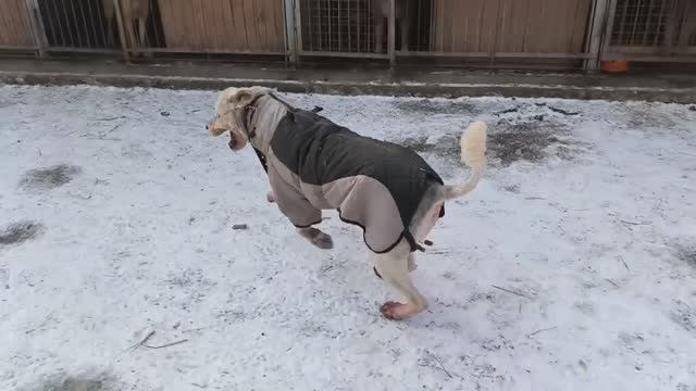 Бимушка