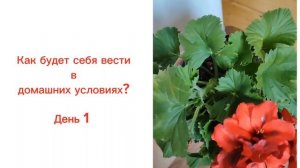 Пеларгония из магазина. День 1.