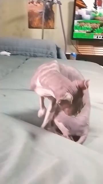 украли купили