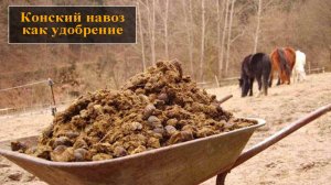 Конский навоз как удобрение