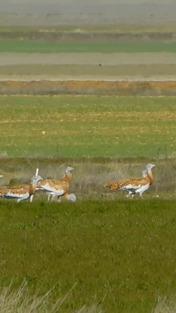 manada de abutardas 2 смотреть онлайн