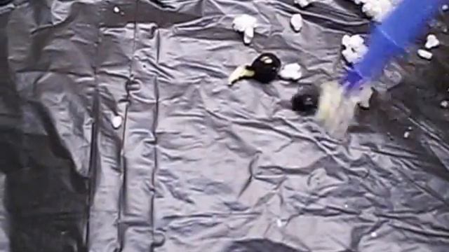 How To Grow Daylily Seeds Part 2 (Follow Up Video) смотреть онлайн