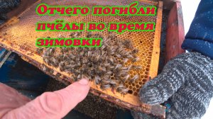 НАШИ ПОТЕРИ ПРИ ЗИМОВКЕ ПЧЁЛ, РАЗБОР ПО РАМОЧНО.