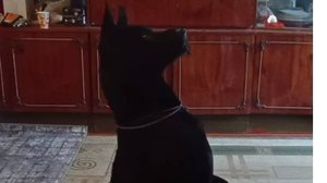 Трудности дрессировки. Тайский риджбек. Трюковая дрессировка.