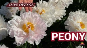Пион Anne Oveson. Цветение 2022 года / Сад Ворошиловой