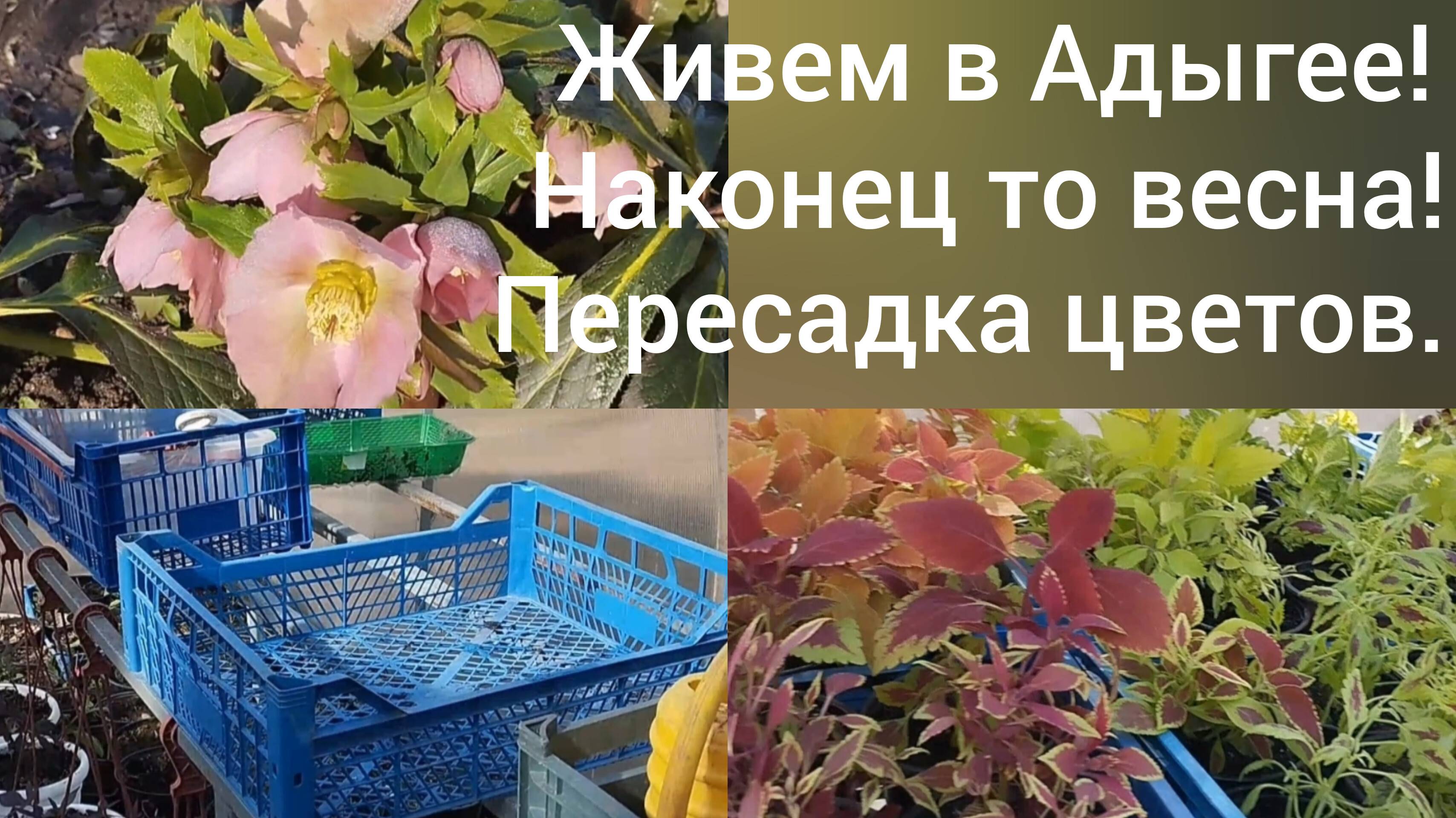 Живем в Адыгее/Про снег уже забыли/Пересадка цветов в теплице 10 марта/