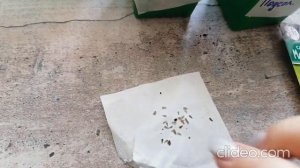 Санвиталия-маленькие подсолнухи. От посева до всходов.