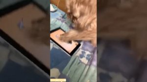 смех до слез 2025