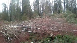 Заготовка леса на дт 75