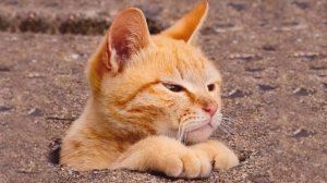 ХИТРЫЕ И СМЕШНЫЕ / Приколы с животными