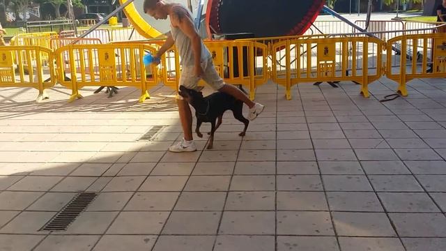 Clever dog competition