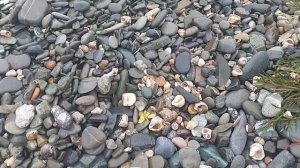 Собираем ракушки на берегу моря, их тут россыпь