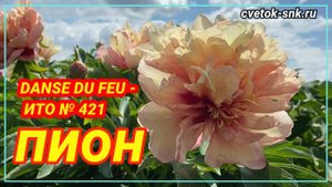Пион Danse Du Feu. Цветение 2022 года / Сад Ворошиловой