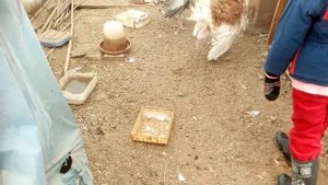 Выращивание Индюков в Теплице