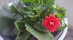 Для цветения каланхое нужно соблюдайть один принцип.