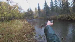 Осенняя Рыбалка на Хариуса_ Хариус Катиться с Листом_ Яма КИШИТ Хариусом_Не успеваем Тягать!!!