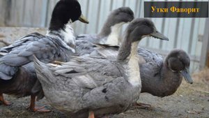 Утки фаворит разведение в домашних условиях