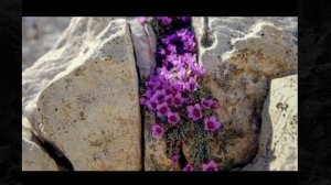 И НА КАМНЯХ РАСТУТ ЦВЕТЫ...Эфир от 10.03.2025 г.