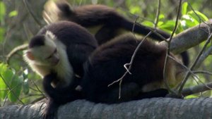 Курьёзы природного мира 3 сезон 5 серия «Любопытные умы» (документальный сериал, 2013)