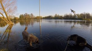 Велособаки Лика Пума