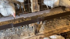 Клеточное содержание кур. Курятник своими руками. Чертеж.