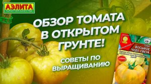 Томат ВОСЬМОЕ ЧУДО СВЕТА в ОТКРЫТОМ ГРУНТЕ