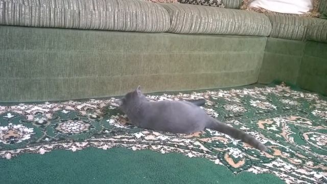 Барс в своем репертуаре 02 смотреть онлайн