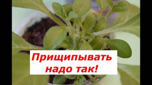 Как правильно прищипывать рассаду петунии