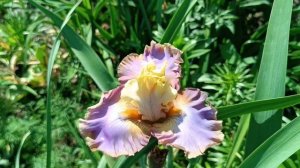 ирис Team player