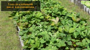 Уход за клубникой после плодоношения