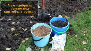 Подкормить почву под картофель
