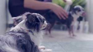 Уход за шерстью собаки дома | Чихуахуа Софи 🐕✨