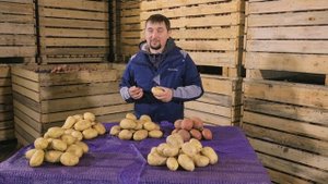 Универсальный сорт картофеля Челленжер с высокой урожайностью