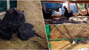 ВЕЛИКОЕ 😀 ПЕРЕСЕЛЕНИЕ  - 🐷🐓. Жизнь в деревне 🛖