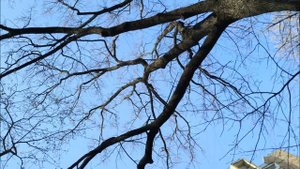 ДУБ ФИЛИМОН (И.Фаликов - А.Крамаренко)