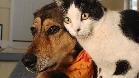 😹 Коты и собаки: 🐱🐶 Самые СМЕШНЫЕ моменты вместе! 🎥