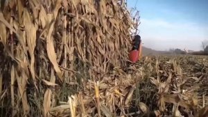 Кукурузная жатка Capello Quasar в работе