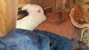 наши кролики спят только в норковой шапке