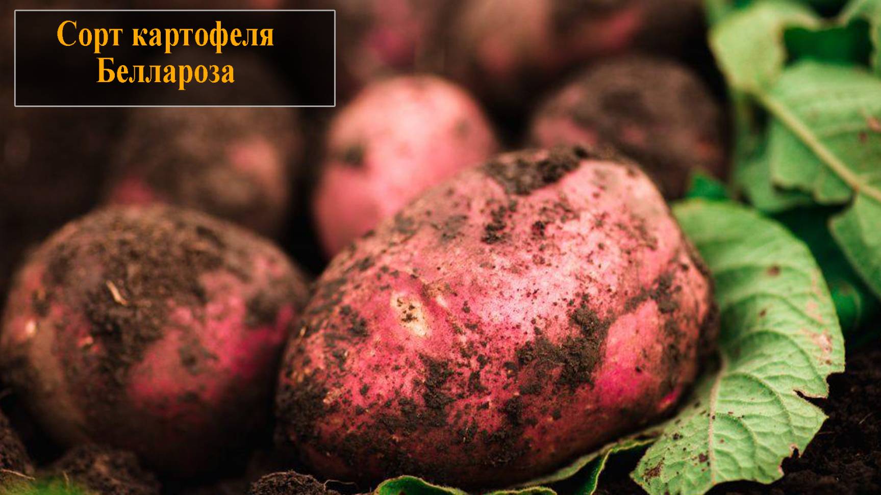 Картофель сорта Беллароза