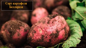 Картофель сорта Беллароза