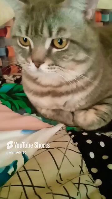 Обмани кота