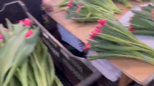 Выгонка тюльпана 2024 год. Часть 2 смотреть онлайн