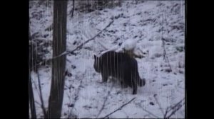 Кот Васька представляет Красивую песню о любви. Лепестками снегопада.