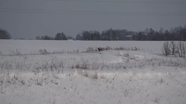 Где-то в полях, глухая зима, куликовский овраг смотреть онлайн