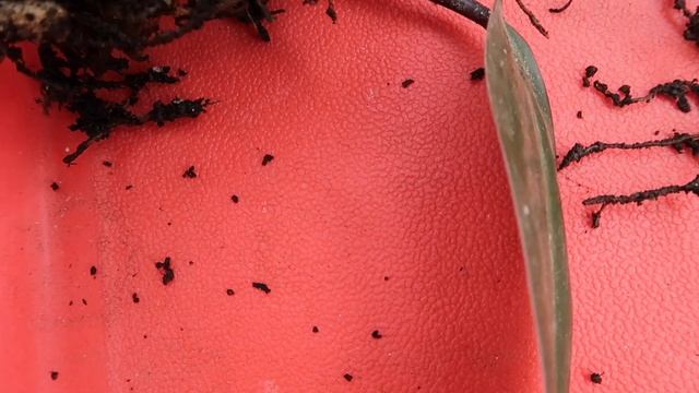 Mini hoya collection, perlite propagation, identifying root rot | PLANT VLOG смотреть онлайн