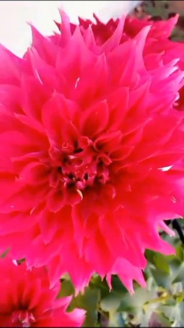 ТАКОЕ Я ПЕРВЫЕ ВИЖУ - ЯГОДКА ЗДЕСЬ ПРИЧЁМ?? СМЕЁМСЯ ВСЕ ВМЕСТЕ УРА!!!!