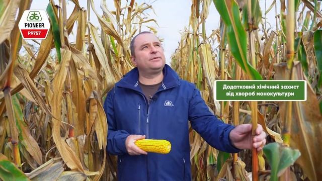 P9757 - посухостійкий гібрид кукурудзи Pioneer® смотреть онлайн