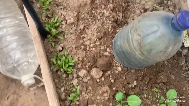 Моя теплиця - повне завантаження/Що росте/Що вже смакуємо/