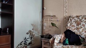 Какие звуки умеют издавать какарики